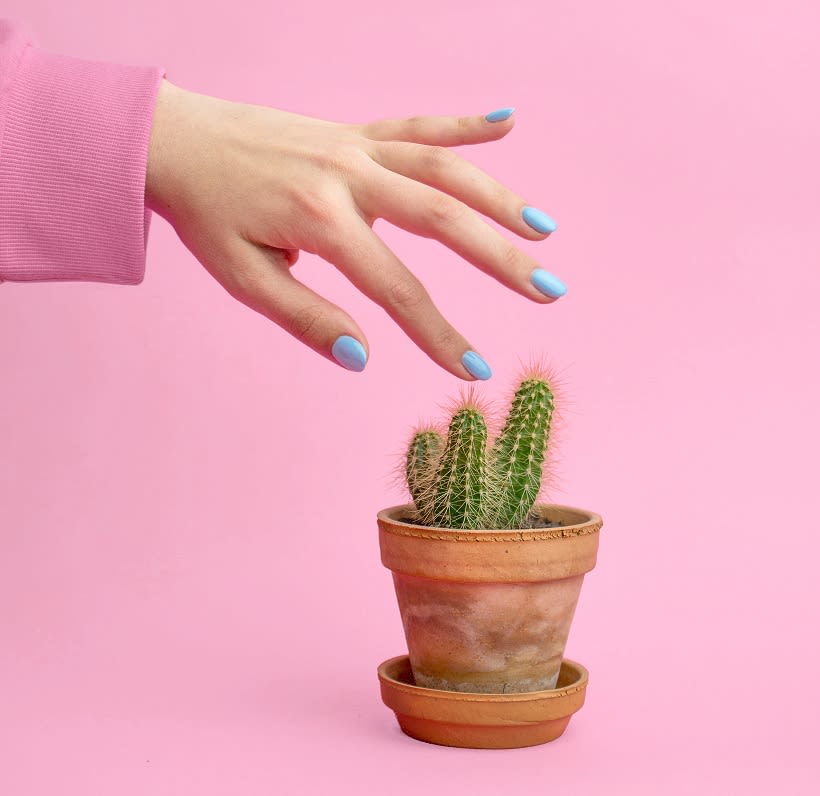 In the foreground there is a small cactus in a pot. A woman's hand is reaching out to touch the tip of the cactus. Her nails are painted bright blue. The background colour is bright pink.